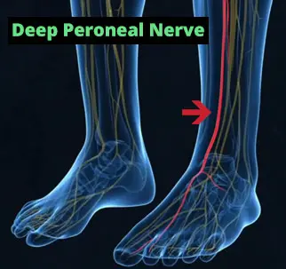 Peroneal Nerve Activation